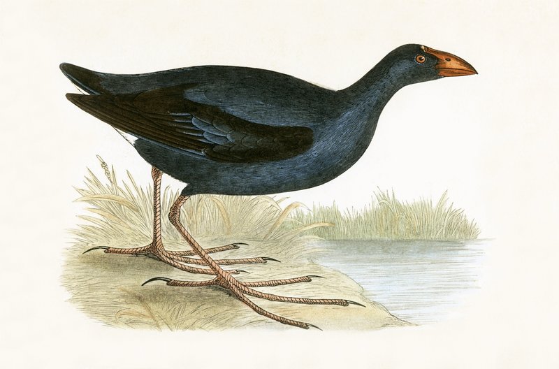 Purpurhuhn, Illustration aus 