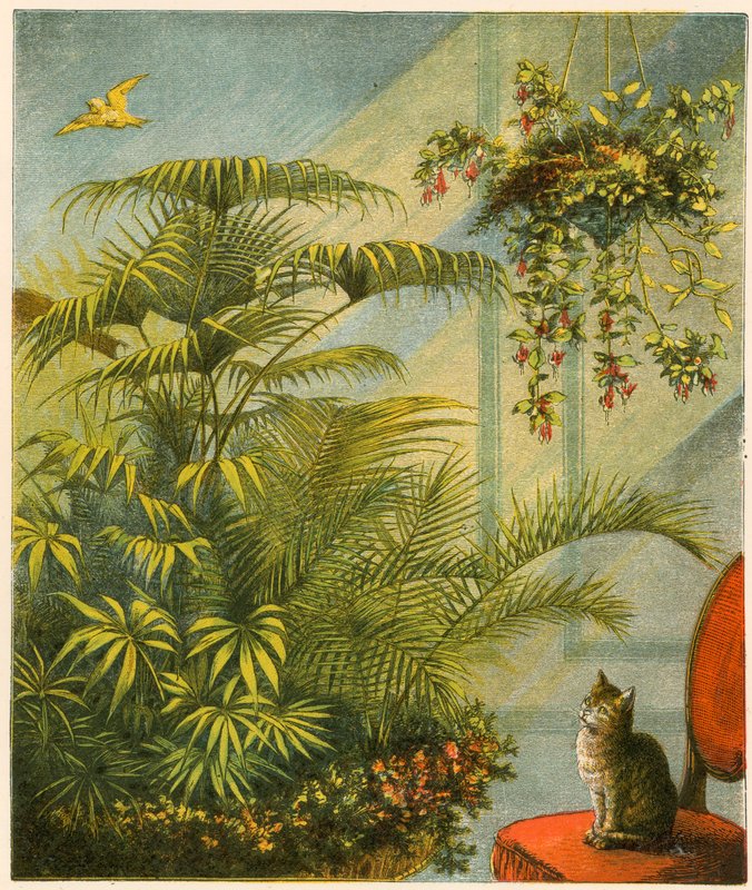 Pussy und Dicky, Katze und Kanarienvogel von English School