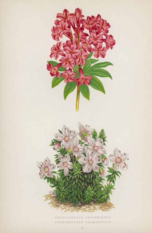 Rhododendron Ferrugineum; Rhododendron Chamaecistus von English School
