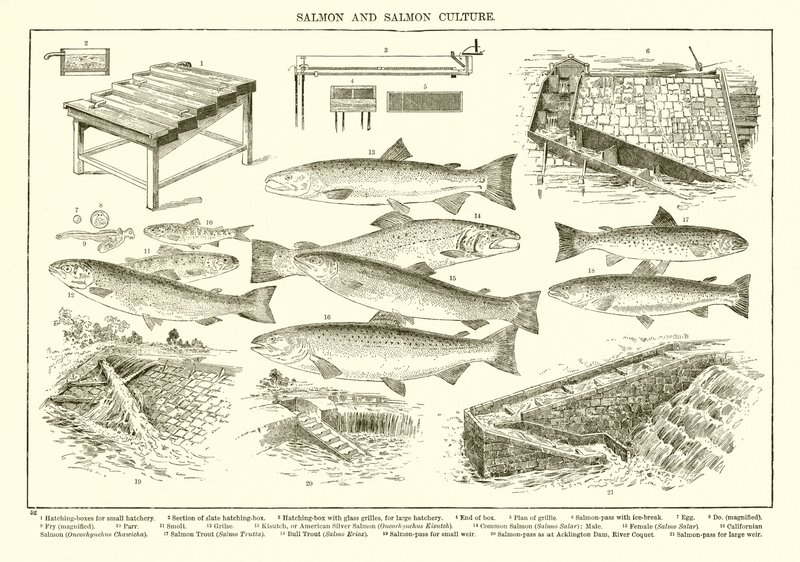 Lachs und Lachskultur von English School