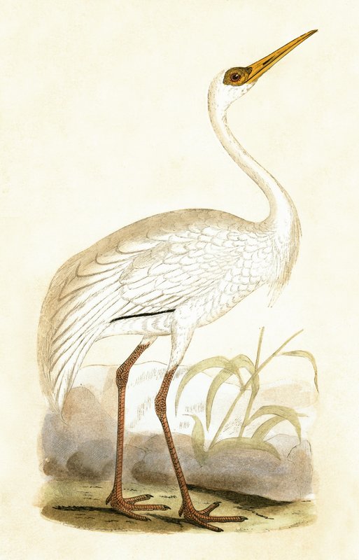 Sibirischer Kranich, Illustration aus 