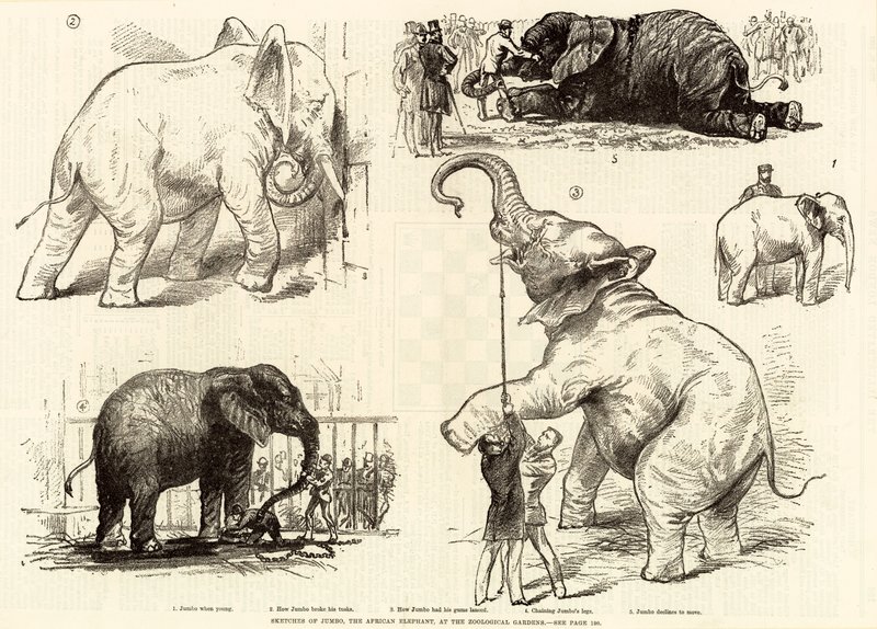 Skizzen von Jumbo, dem afrikanischen Elefanten, im Zoologischen Garten von English School