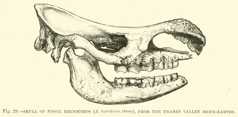 Schädel des fossilen Nashorns (R. leptorhinus, Owen) aus den Thames Valley Brick-earths von English School