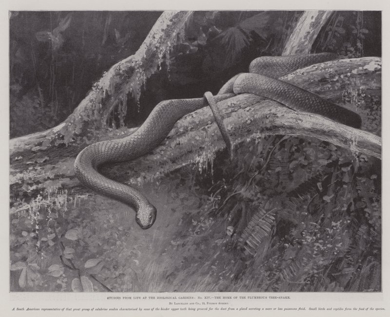 Studien aus dem Leben im Zoologischen Garten, das Zuhause der bleigrauen Baumschlange von English School