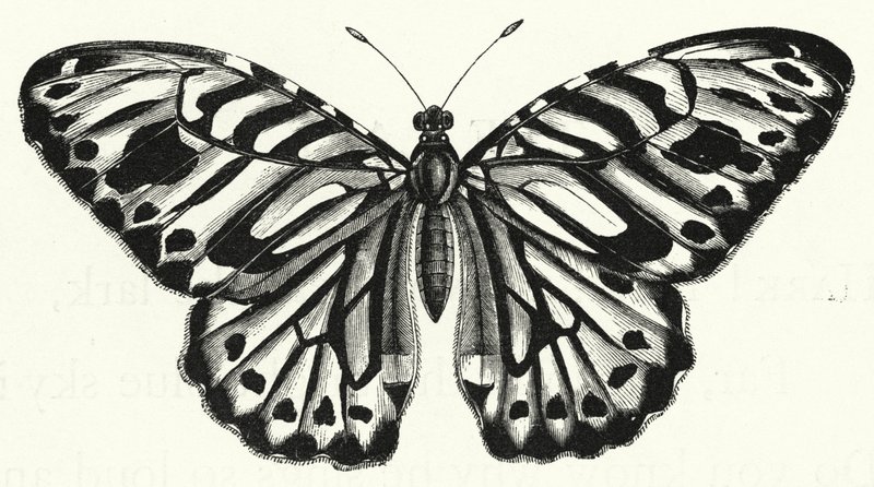 Der Schmetterling von English School