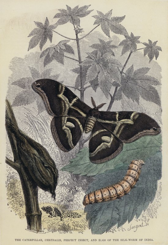 Die Raupe, Puppe, Vollkommene Insekt und Eier des Seidenwurms von Indien (kolorierte Gravur) von English School