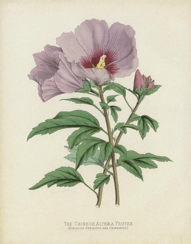 Die Chinesische Althaea Frutex, Hibiscus Syriacus; var Chinensis von English School
