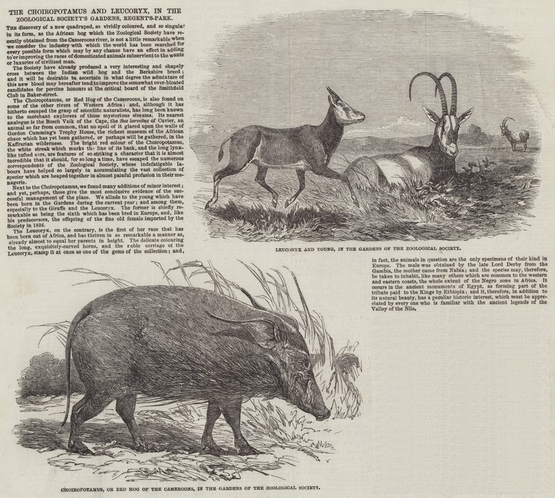 Der Choiropotamus und Leucoryx in den Gärten der Zoologischen Gesellschaft, Regent