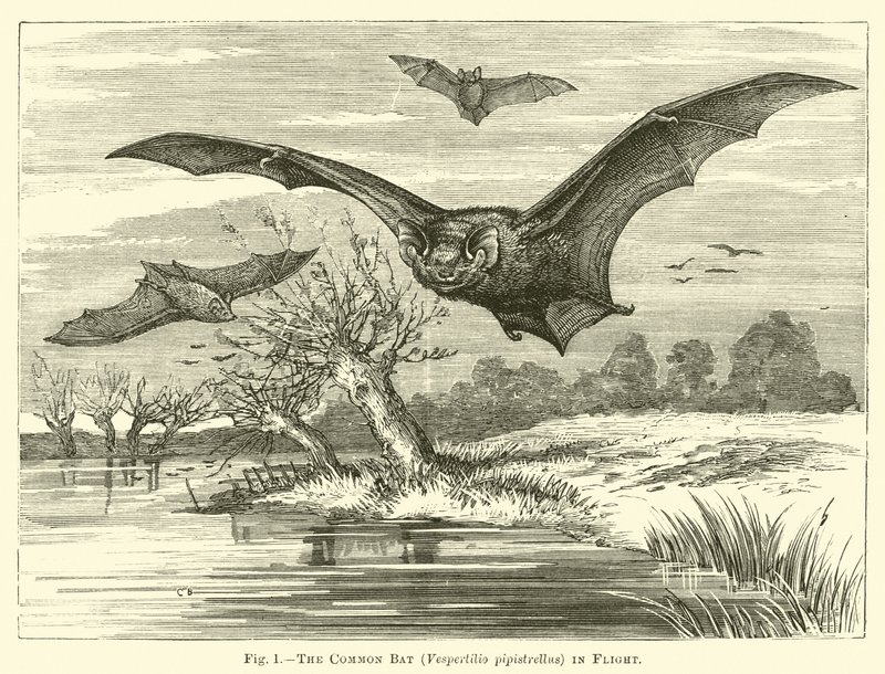 Die Fledermaus, Vespertilio pipistrellus, im Flug von English School