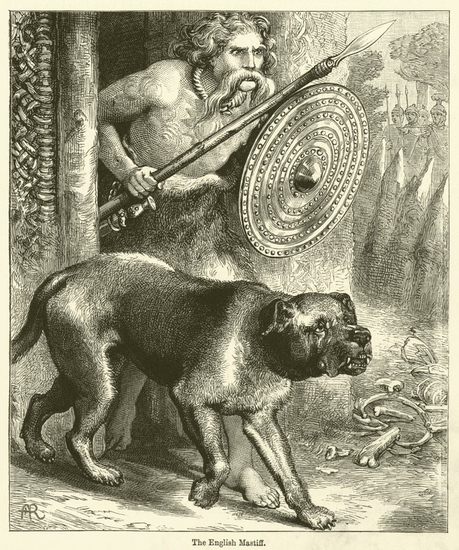 Der Englische Mastiff von English School