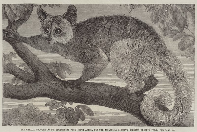 Der Galago, von Dr Livingstone aus Südafrika für den Zoological Society