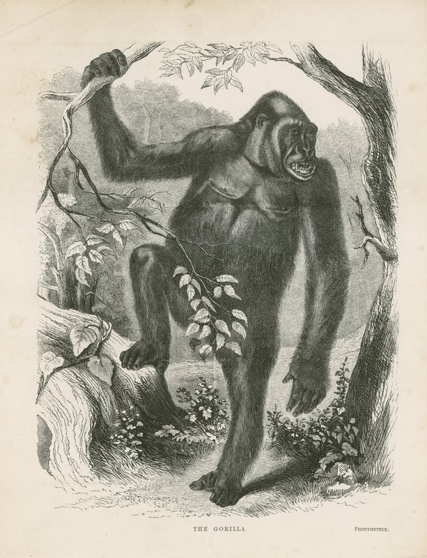 Der Gorilla, Frontispiz für 