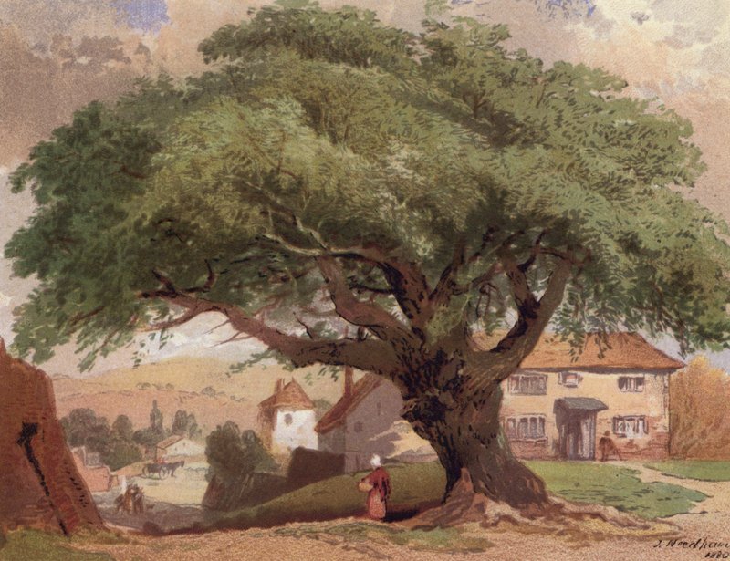Die große Esche, Szene in Surrey von English School