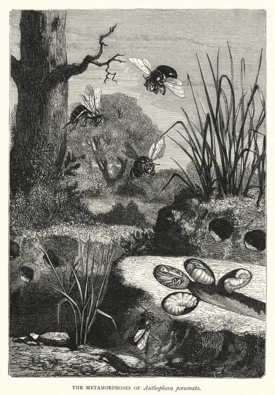 Die Metamorphosen von Anthophora personata von English School
