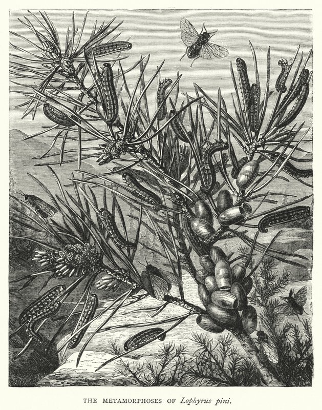 Die Metamorphosen von Lophyrus pini von English School