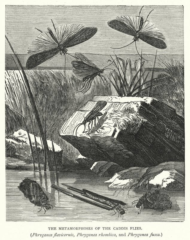 Die Metamorphosen der Köcherfliegen, Phryganea flavicornis, Phryganea rhombica und Phryganea fusca von English School