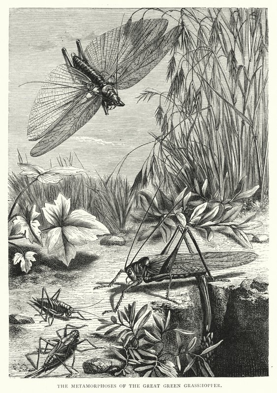 Die Metamorphosen der großen grünen Heuschrecke von English School