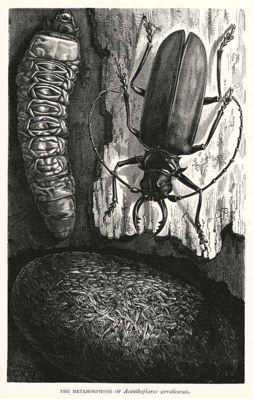 Die Metamorphose von Acanthophorus serraticornis von English School