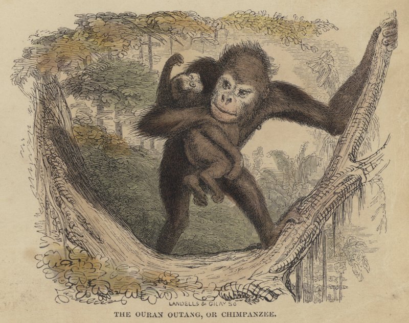 Der Orang-Utan oder Schimpanse (kolorierte Gravur) von English School