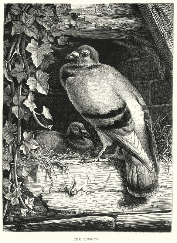 Die Tauben (Gravur) von English School