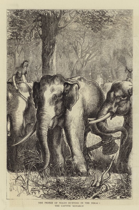 Der Prinz von Wales jagt im Terai, der gefangene Monarch von English School