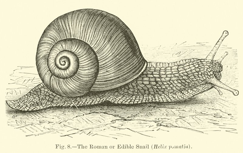 Die römische oder essbare Schnecke (Helix pomatia) von English School
