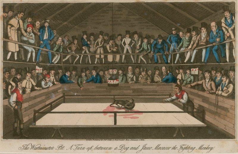 Der Westminster Pit: Ein Aufeinandertreffen zwischen einem Hund und Jacco Macacco, dem kämpfenden Affen von English School