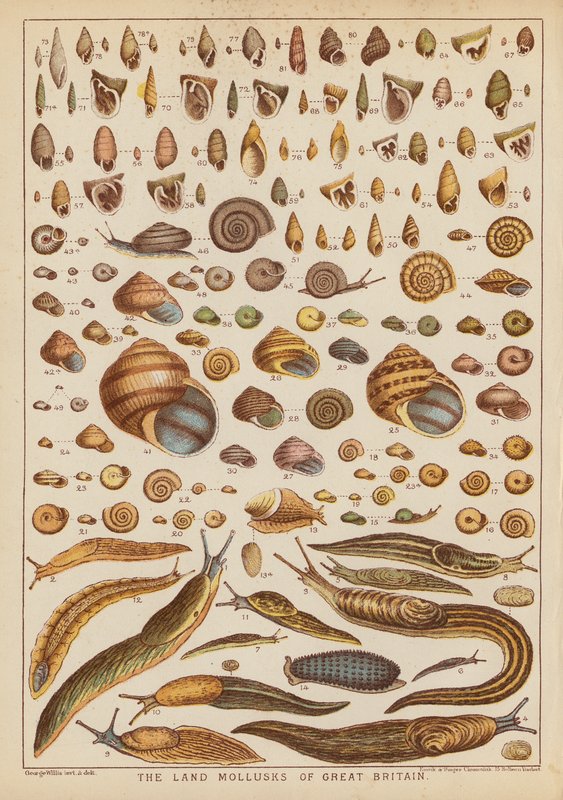 Die Landmollusken Großbritanniens (Farbstich) von English School