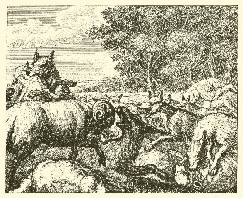 Die Wölfe und die Schafe von English School