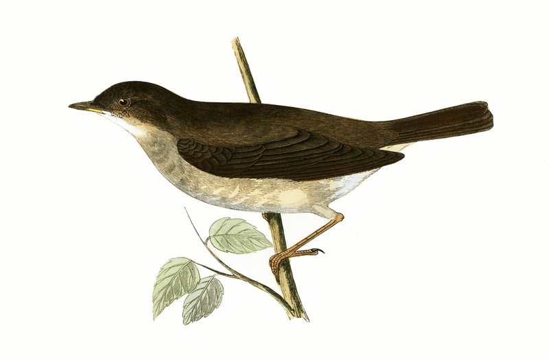 Nachtigall, Illustration aus 
