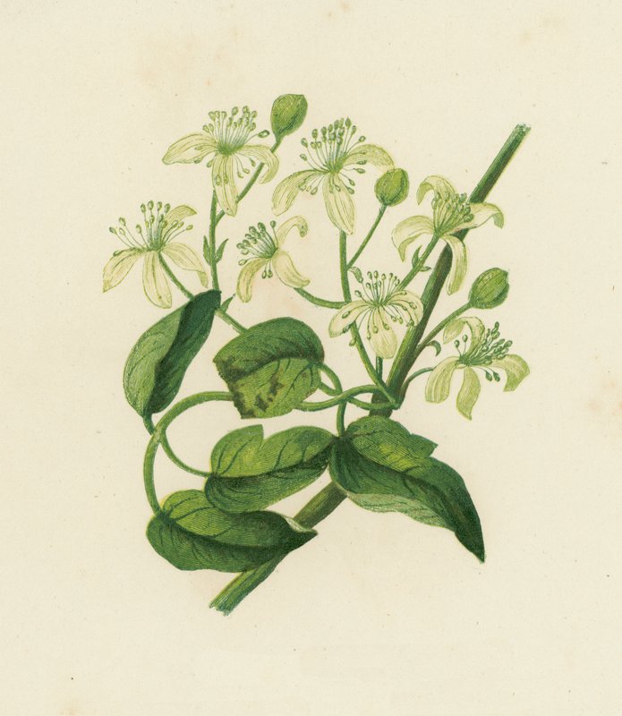 Gemeine Waldrebe, Clematis Vitalba von English School