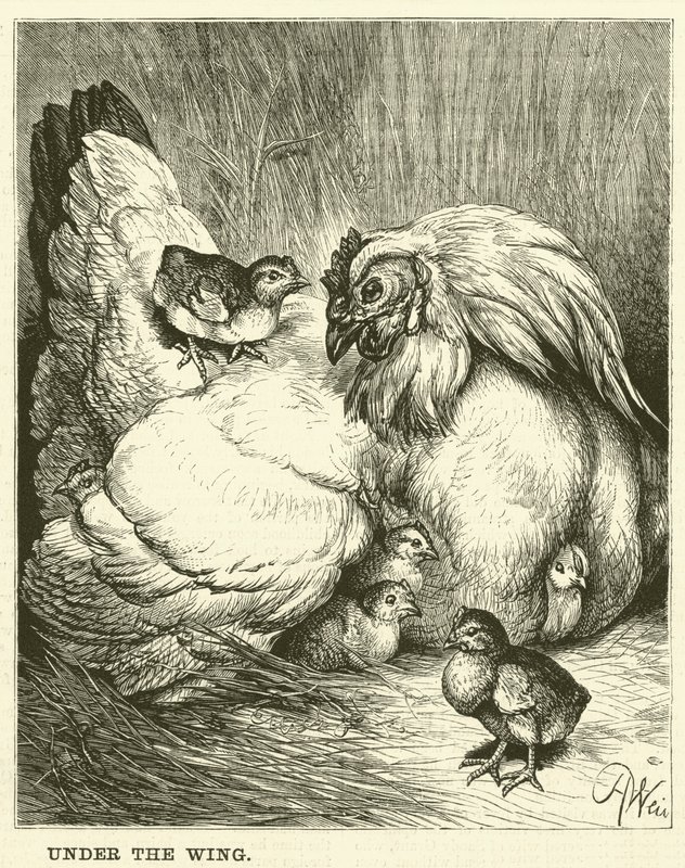 Unter dem Flügel von English School