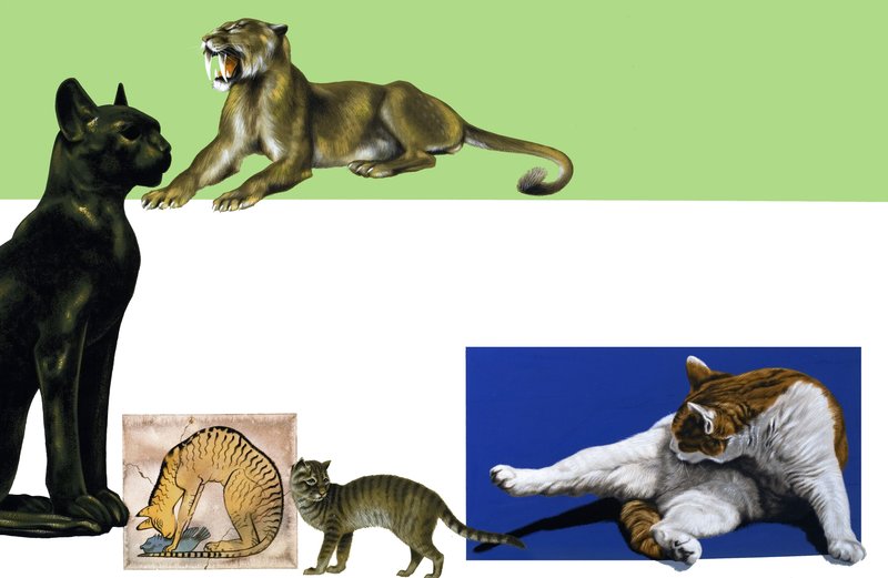 Unidentifizierte Katzen durch die Jahrhunderte Montage von English School