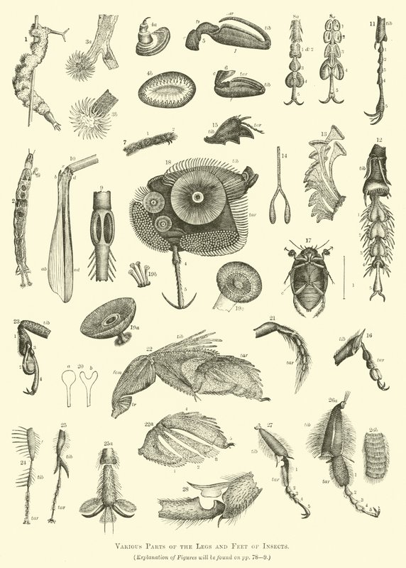 Verschiedene Teile der Beine und Füße von Insekten von English School