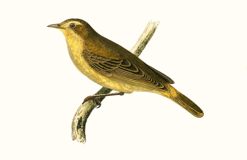 Vieillots Weidenlaubsänger, Illustration aus 