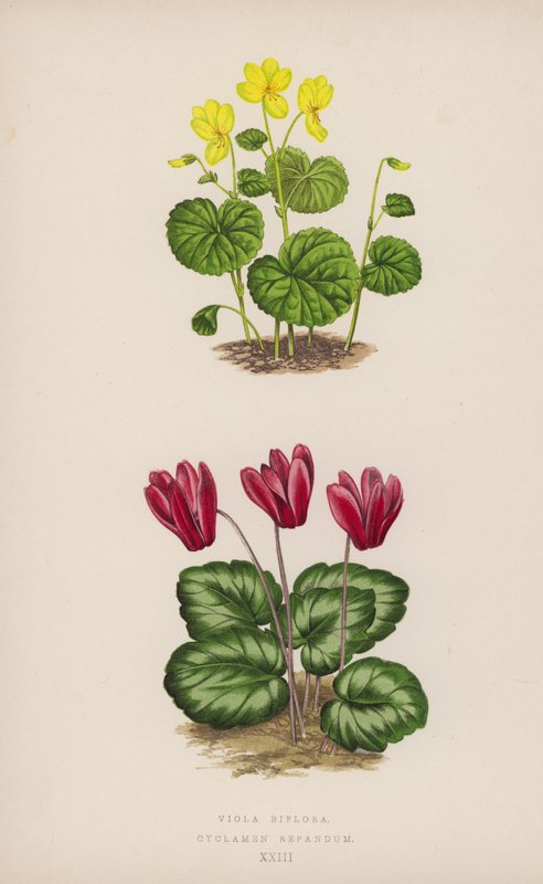 Viola Biflora; Cyclamen Repandum von English School