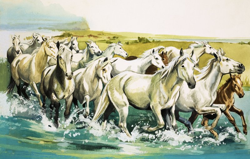 Wilde Pferde der Camargue, 1971 von English School
