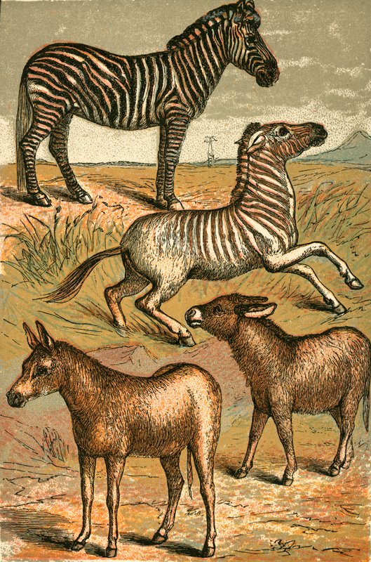 Zebra, Wildesel, Quagga und Hausesel von English School