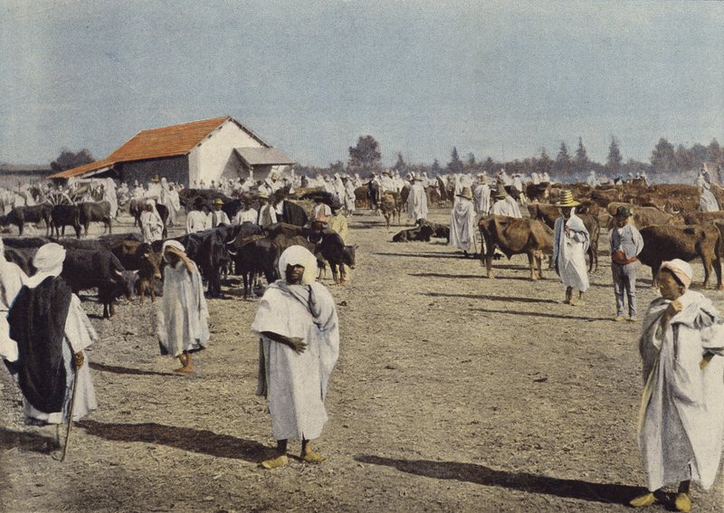Viehmarkt in Sidi-Bel-Abbes von European Photographer