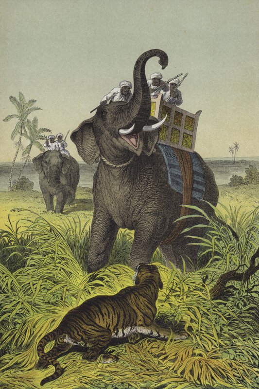 Tiere und Pflanzen von Indien von European School