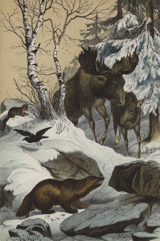 Tiere und Pflanzen Lapplands von European School