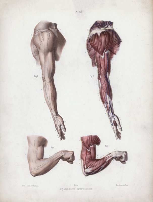 Illustration für Die Anatomie der äußeren Formen des Menschen: Männlicher Arm und Hände von European School
