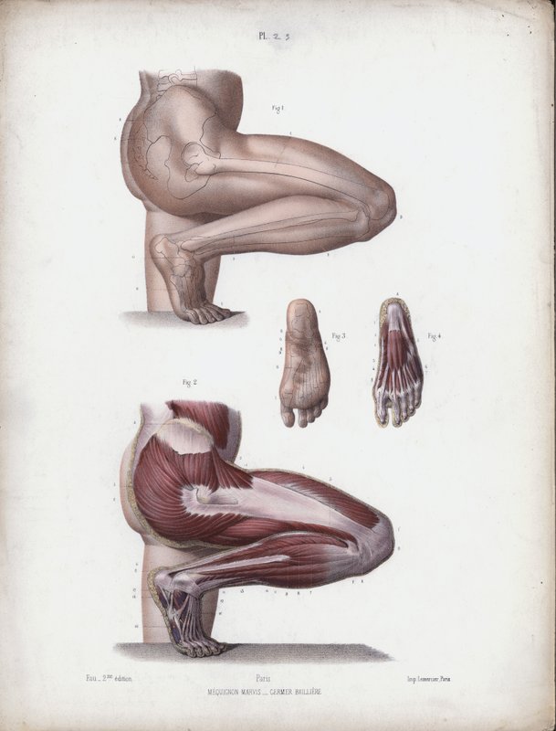 Illustration für Die Anatomie der äußeren Formen des Menschen: Männliches Bein und Fuß von European School