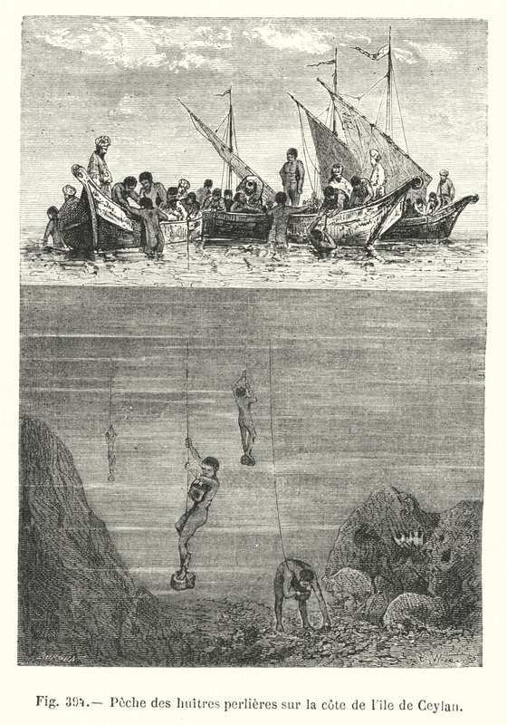 Perlenfischerei an der Küste der Insel Ceylon (Gravur) von European School