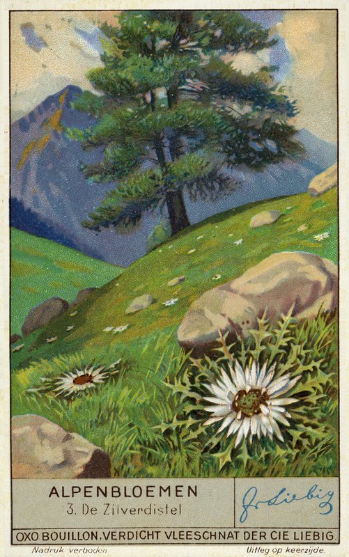 Silberdistel (Chromolithografie) von European School