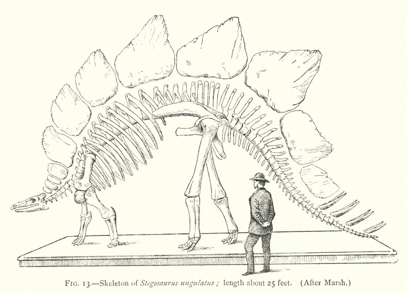 Skelett von Stegosaurus ungulatus von European School