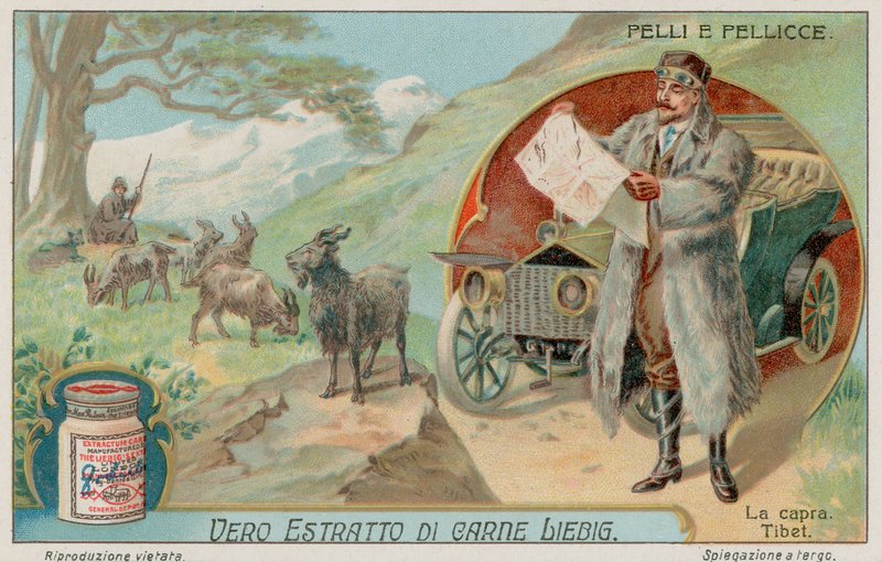 Die tibetische Ziege von European School