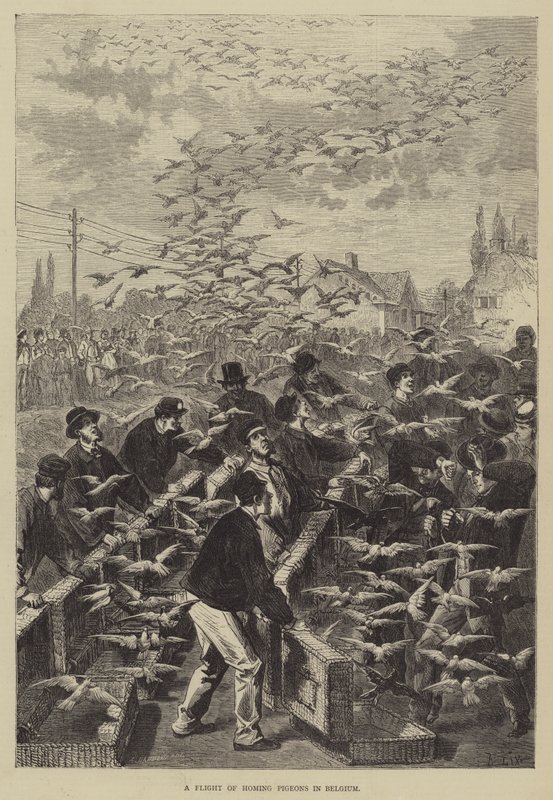 Ein Flug von Brieftauben in Belgien von Frederic Theodore Lix