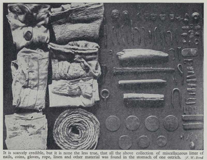 Gegenstände, die im Magen eines Straußes gefunden wurden (s/w Foto) von Frederick William Bond
