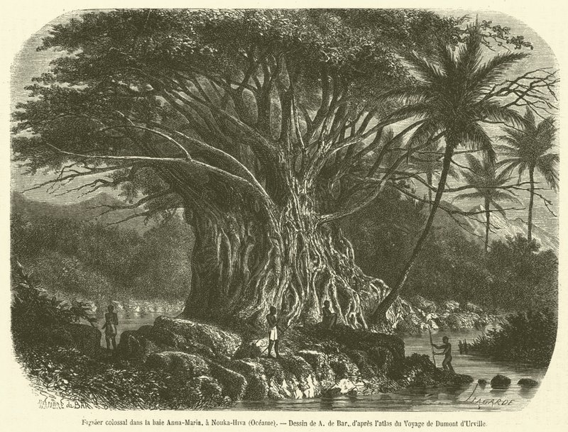 Kolossaler Feigenbaum in der Anna-Maria-Bucht, Nouka-Hiva, Ozeanien von French School